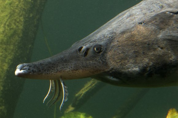 1506zoowien008