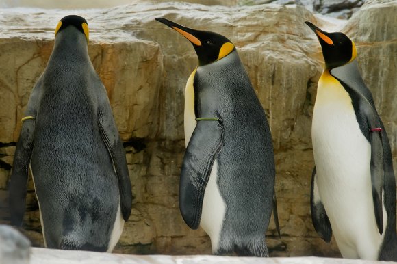 1506zoowien015