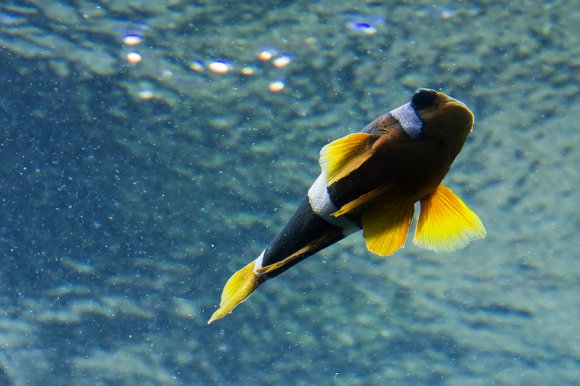 1506zoowien018