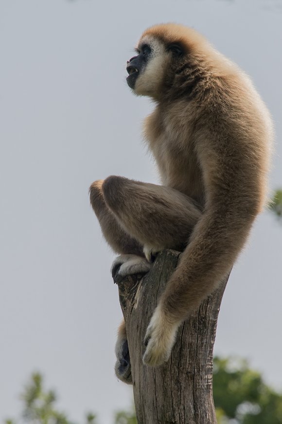 1506zoowien036