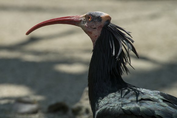 1506zoowien039