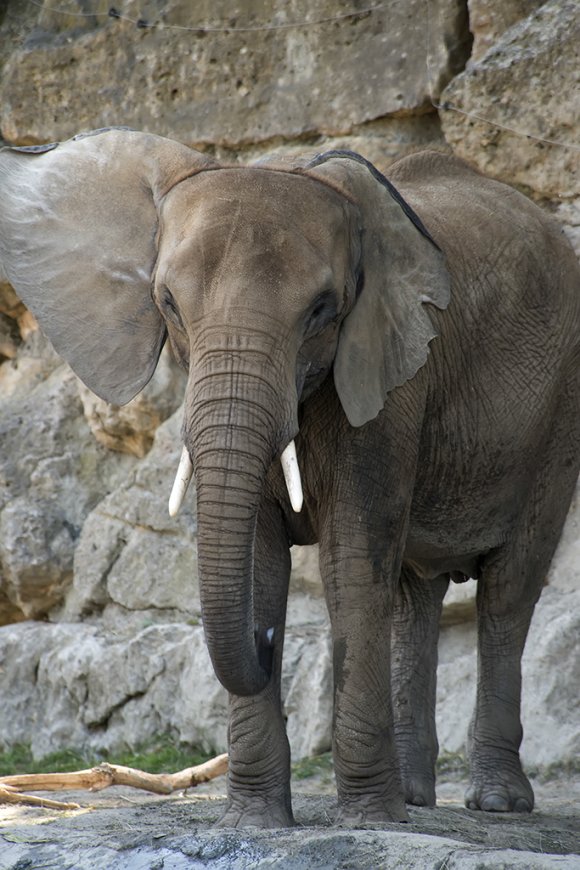 1506zoowien041