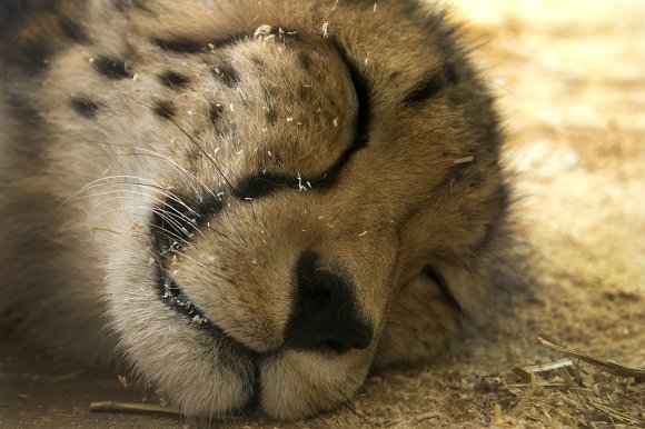 1506zoowien042