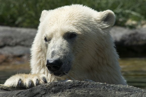 1506zoowien044