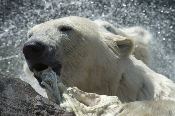 1506zoowien048