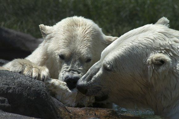 1506zoowien050