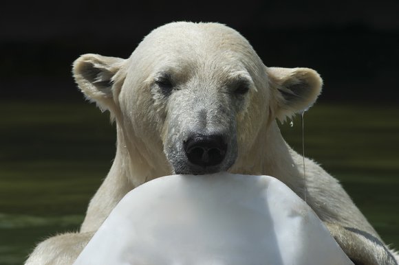 1506zoowien055
