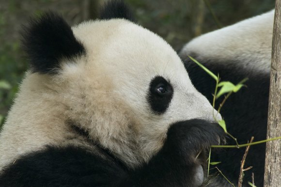 1506zoowien064