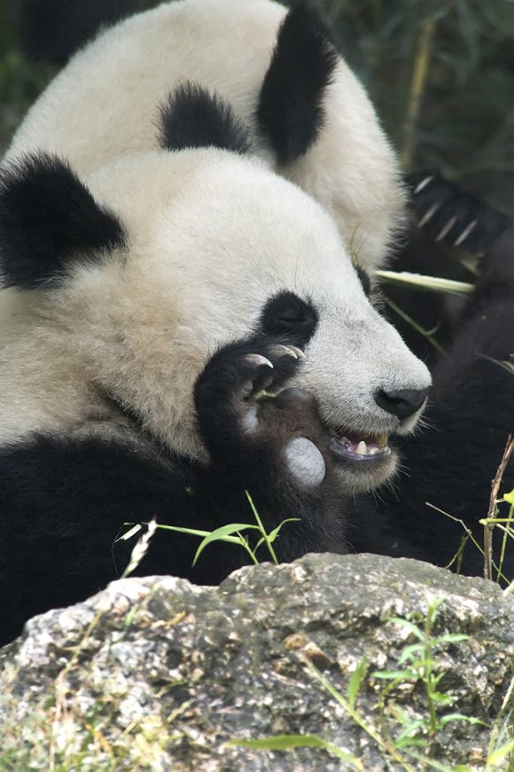 1506zoowien069