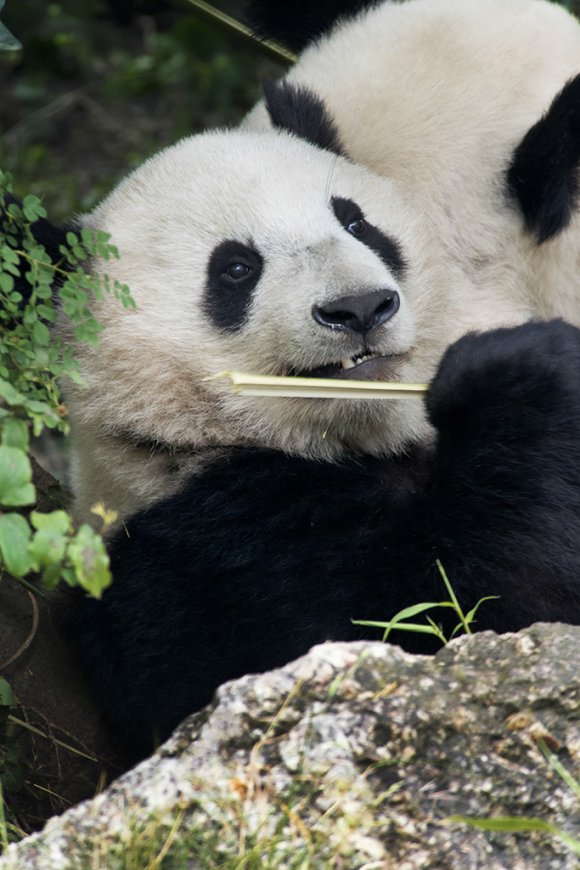 1506zoowien071