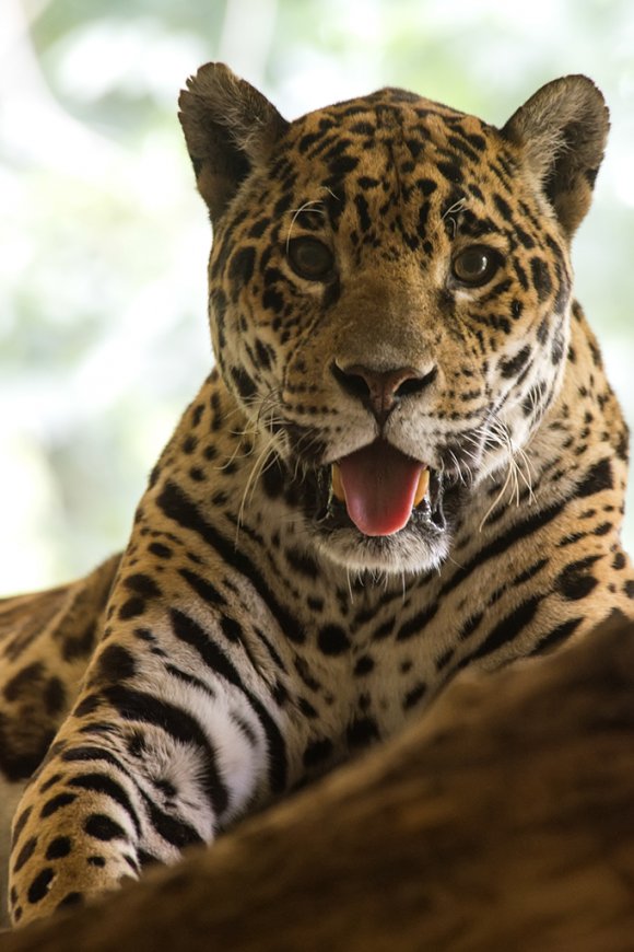 1506zoowien074