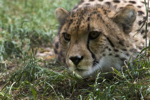 1506zoowien077