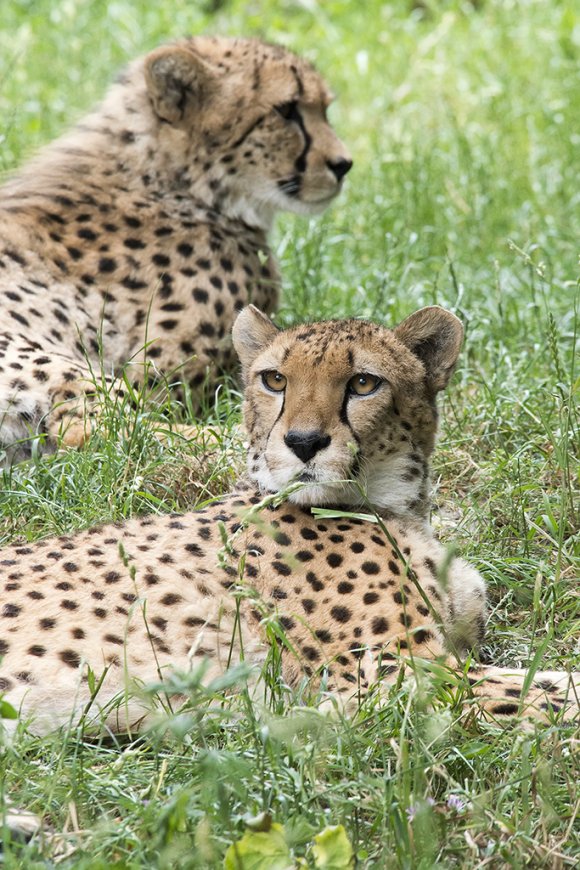 1506zoowien080