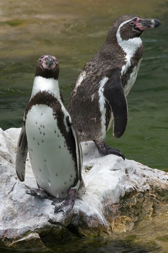 1506zoowien082