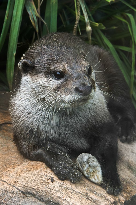 1506zoowien086