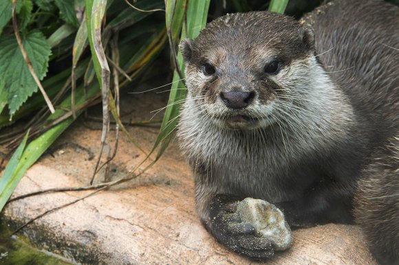 1506zoowien087