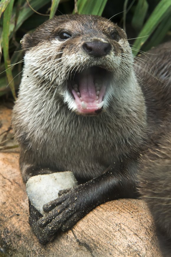 1506zoowien091