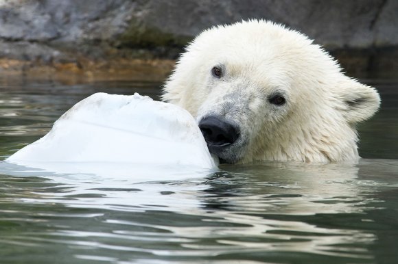 1506zoowien092