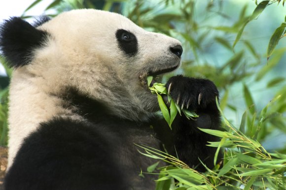 1506zoowien098