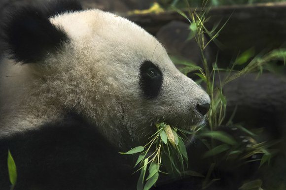 1506zoowien103