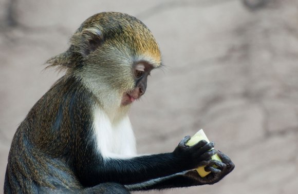 zoo_jihlava031