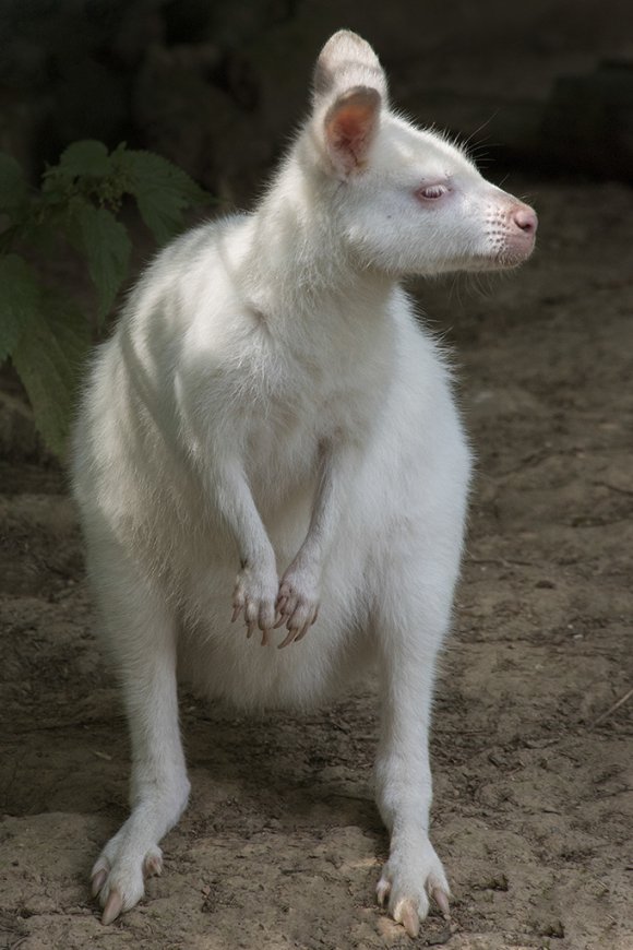 1508zoolesna048