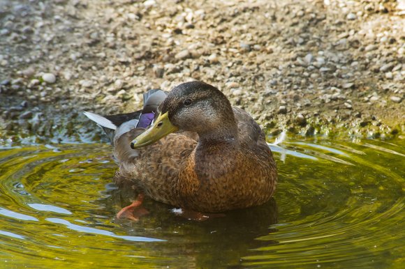 1508zoowien038